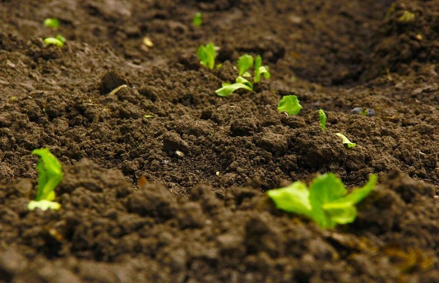 Decoding Soil Health: